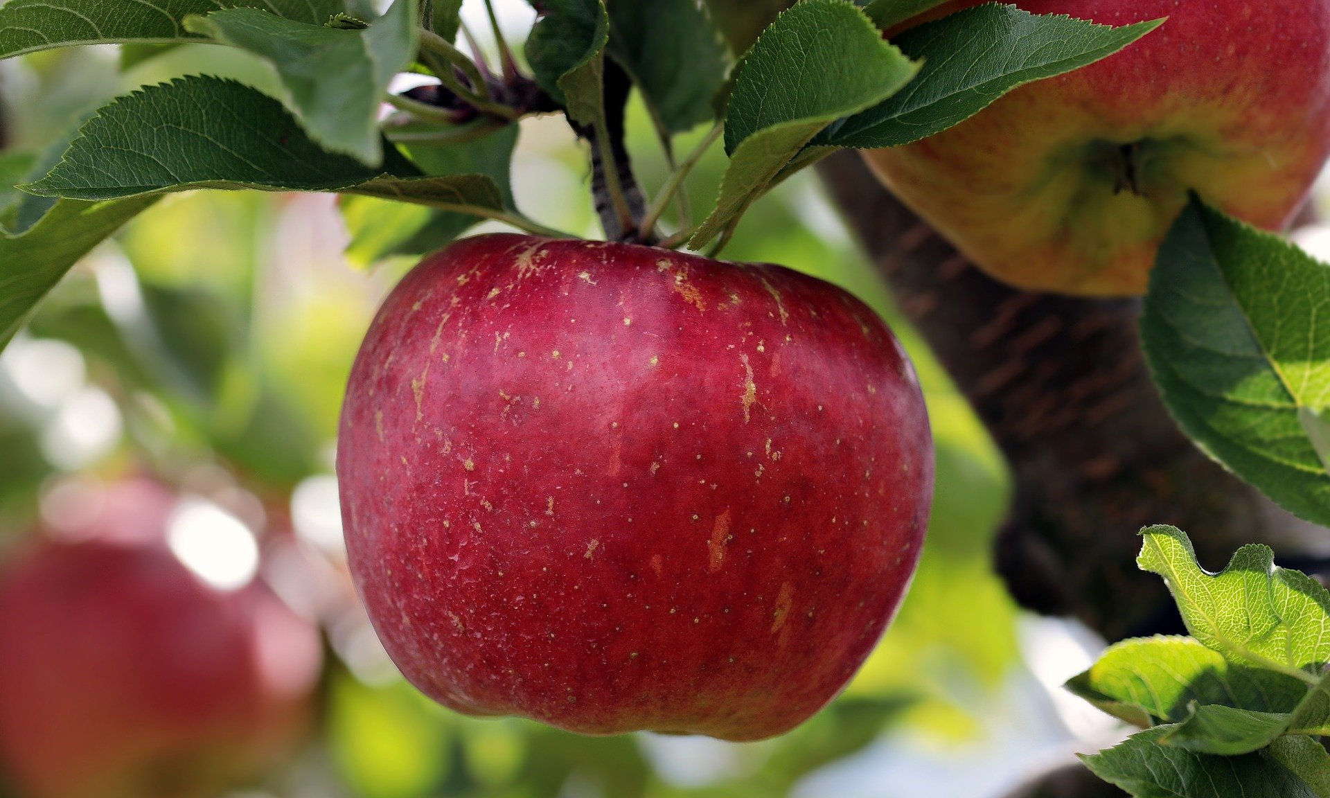 apple-2788616_1920