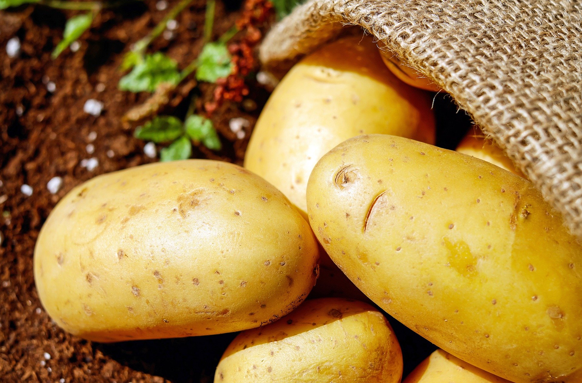 potatoes-1585060_1920