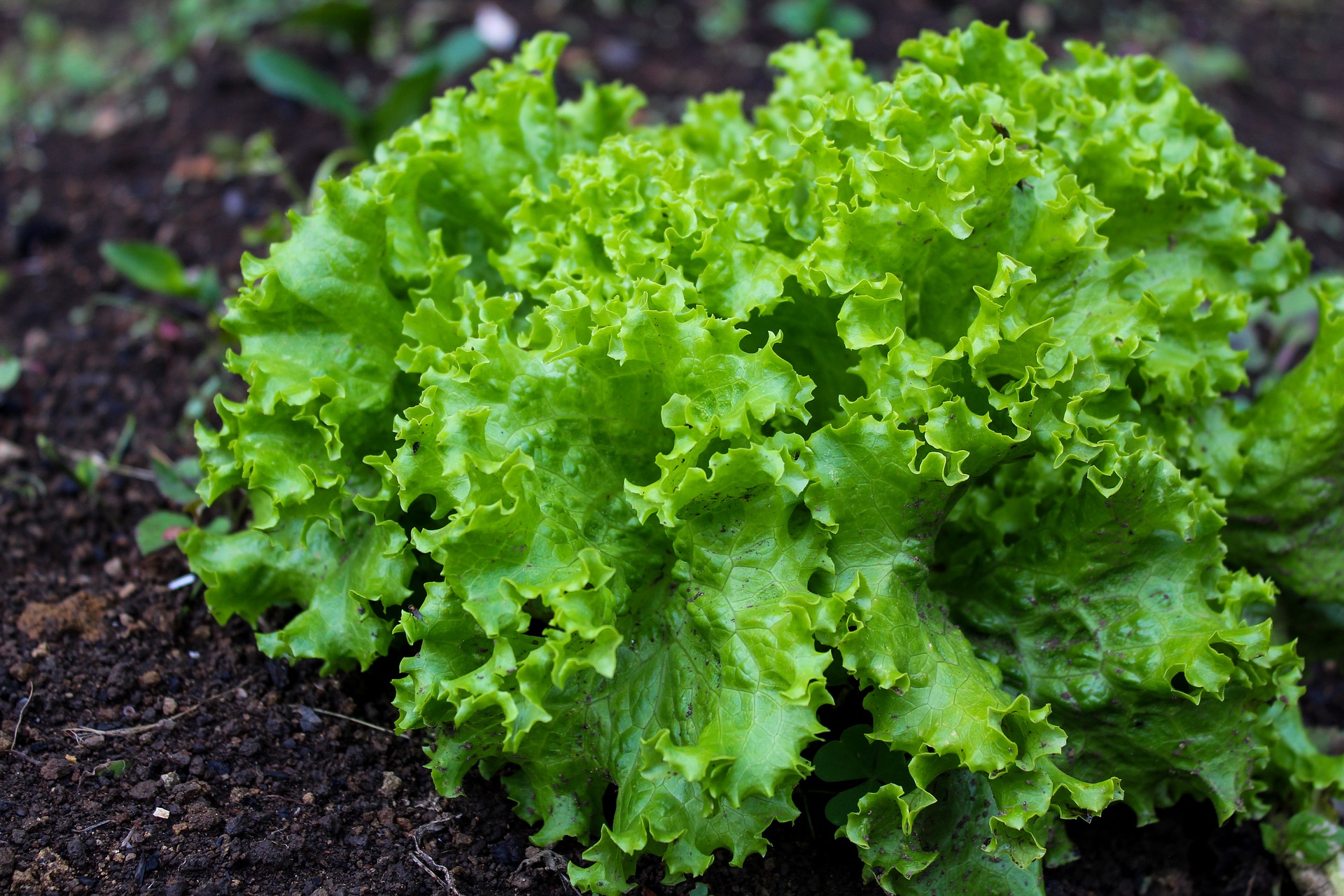 salade