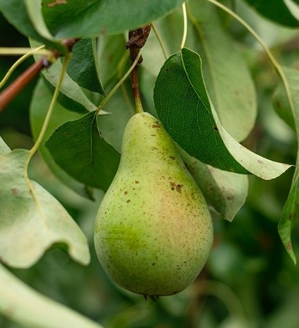 Poire
